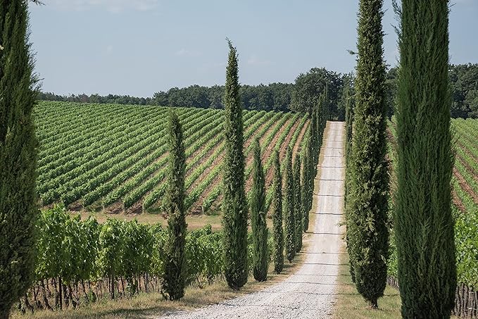 Vin Roșu Antinori, Achelo 2019, 0,75l